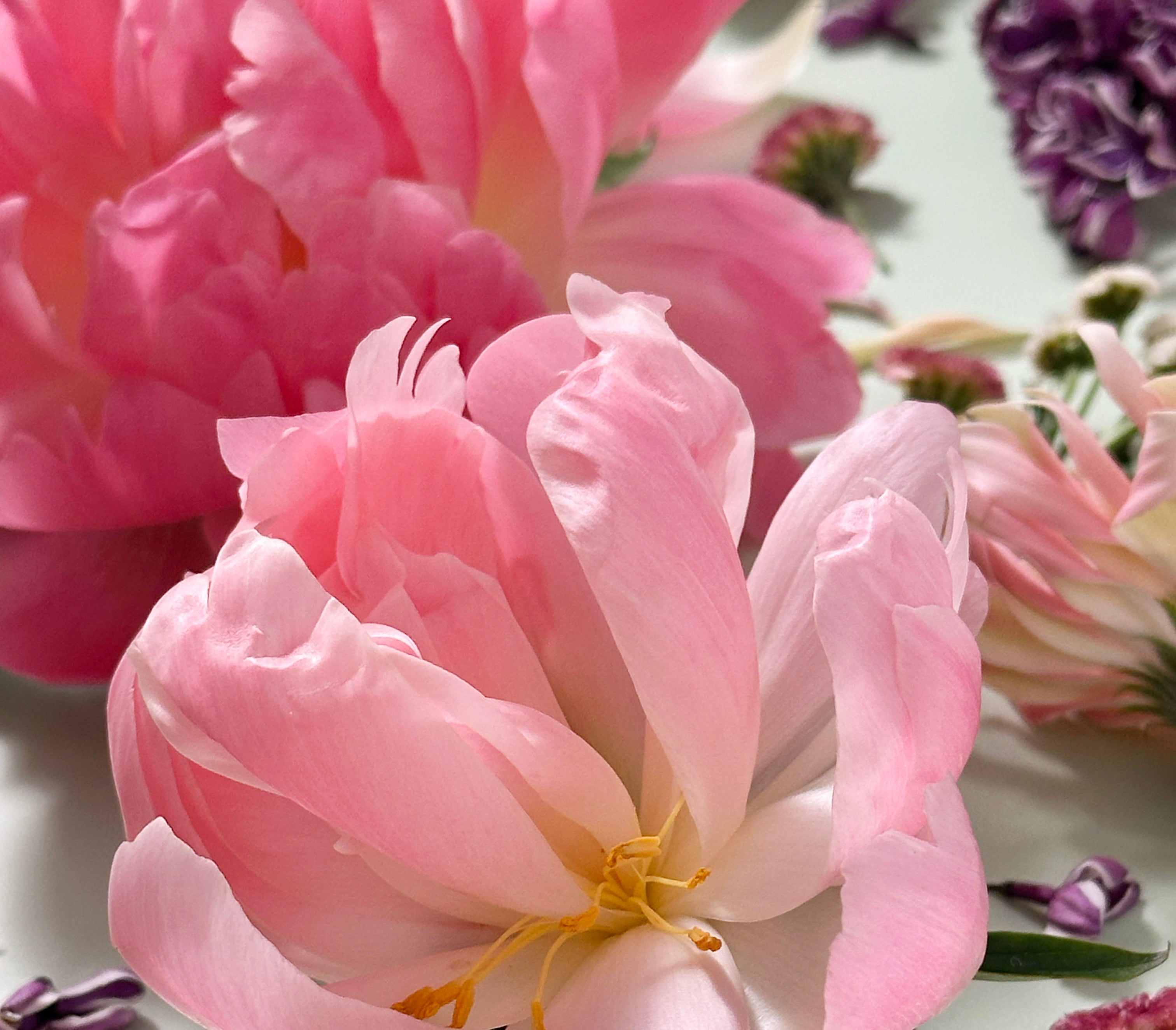 Close-up of pink peonies with a blurred background