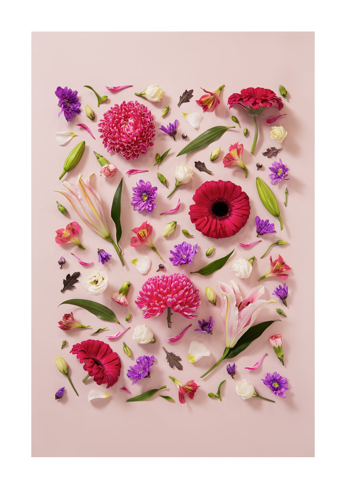 Beginning - fine art floral flatlay of chrysanthemums, lilies and gerberas on soft pink, from Quiet Emergence by Connie Chan.
