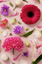 Beginning - close up of fine art floral flatlay of chrysanthemums, lilies and gerberas on soft pink, from Quiet Emergence by Connie Chan.

