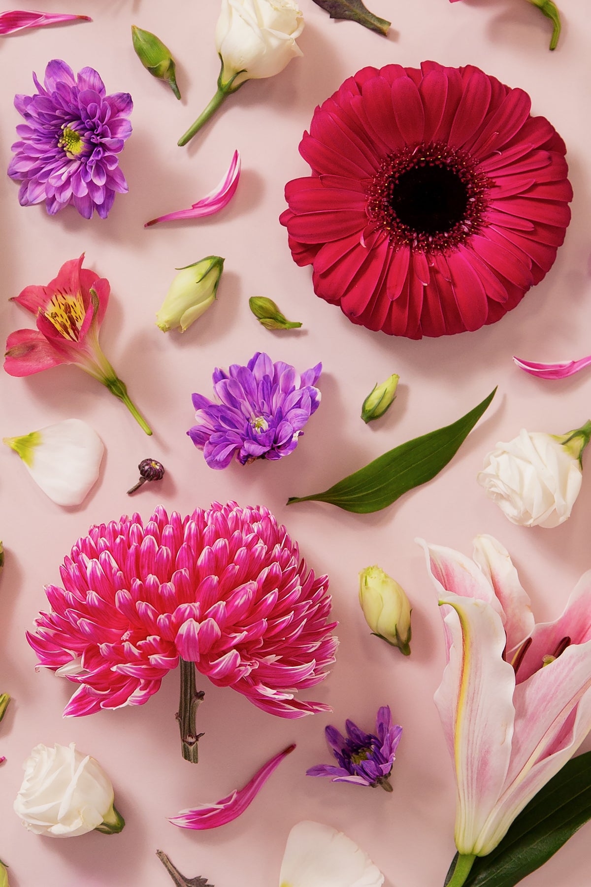 Beginning - close up of fine art floral flatlay of chrysanthemums, lilies and gerberas on soft pink, from Quiet Emergence by Connie Chan.
