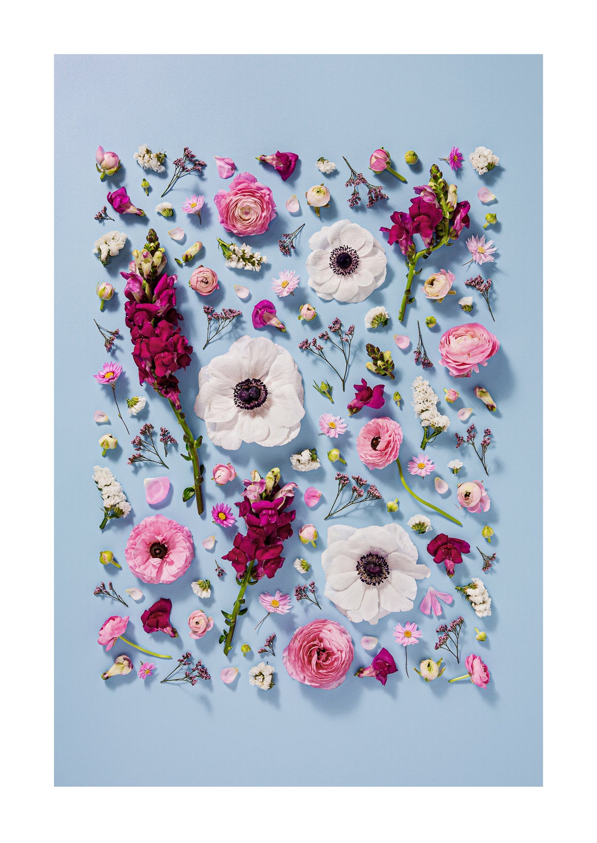 Confident Calm - fine art floral flatlay of anemones, snapdragons and ranunculus on pale blue, from Quiet Emergence by Connie Chan.

