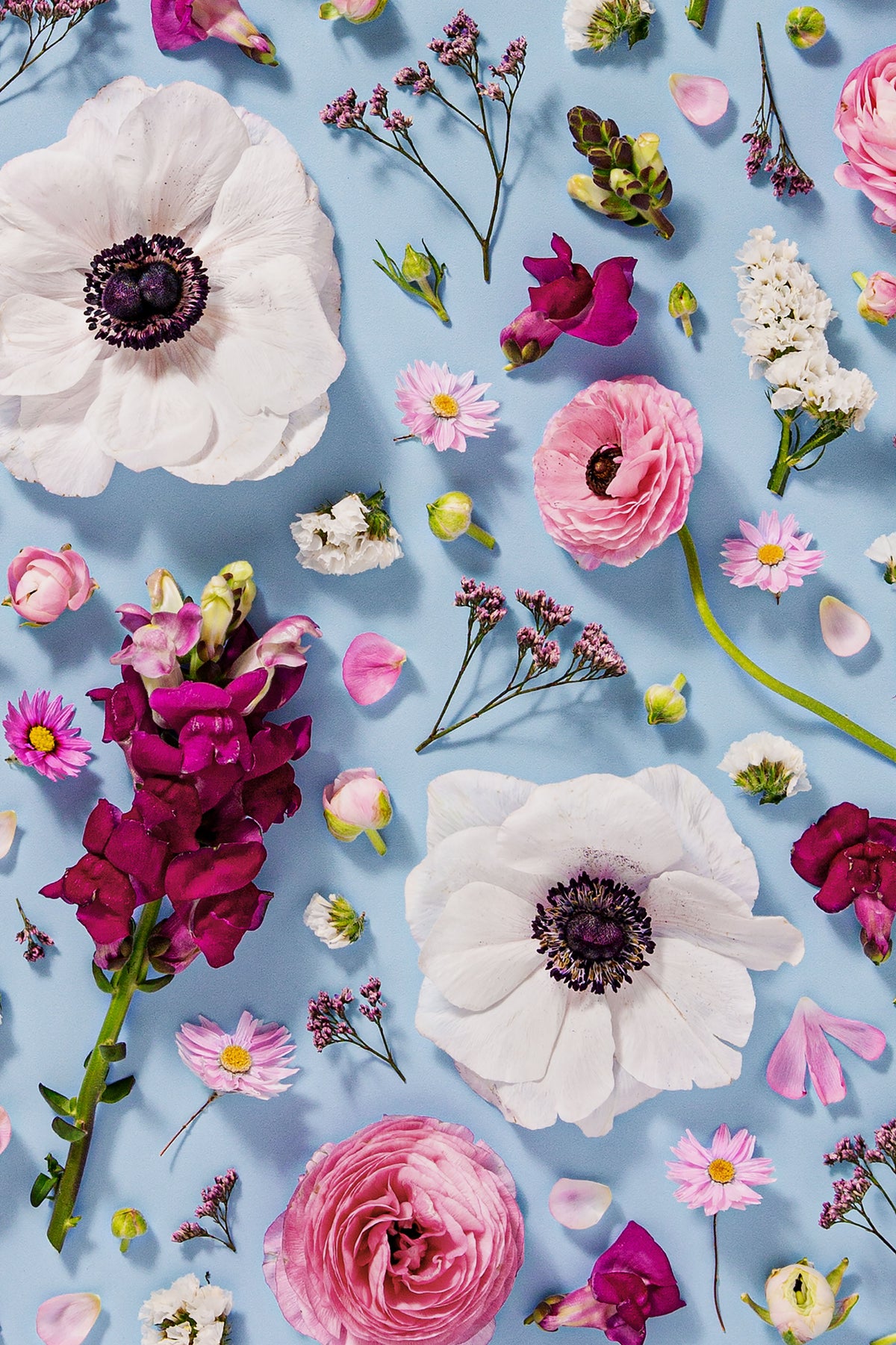 Confident Calm - close up of a fine art floral flatlay of anemones, snapdragons and ranunculus on pale blue, from Quiet Emergence by Connie Chan.
