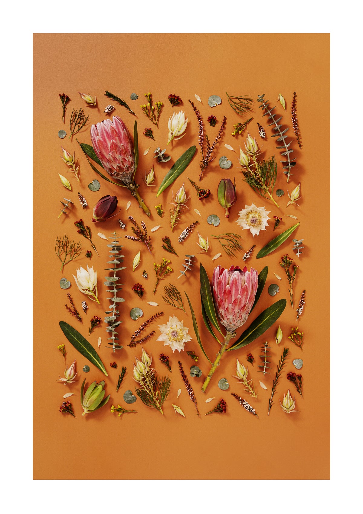 Enduring Stillness - fine art floral flatlay of proteas and eucalyptus on warm terracotta, from Quiet Emergence by Connie Chan.

