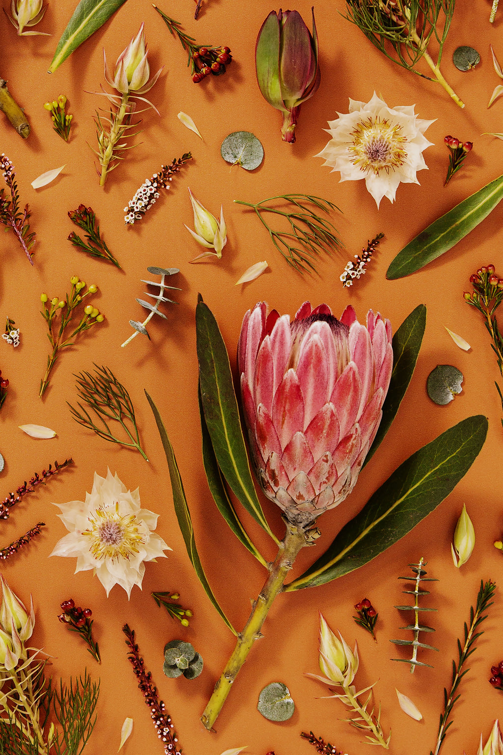 Enduring Stillness - close up of a fine art floral flatlay of proteas and eucalyptus on warm terracotta, from Quiet Emergence by Connie Chan.
