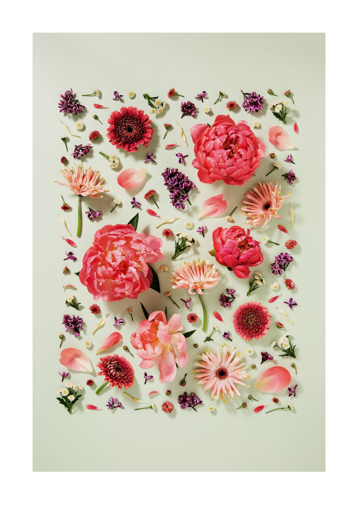 Giving Grace - fine art floral flatlay of peonies, gerberas and lilac on muted green, from Quiet Emergence by Connie Chan.
