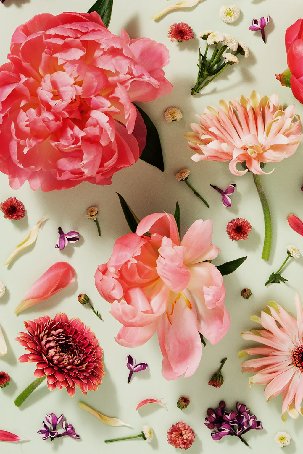 Giving Grace - close up of a fine art floral flatlay of peonies, gerberas and lilac on muted green, from Quiet Emergence by Connie Chan.
