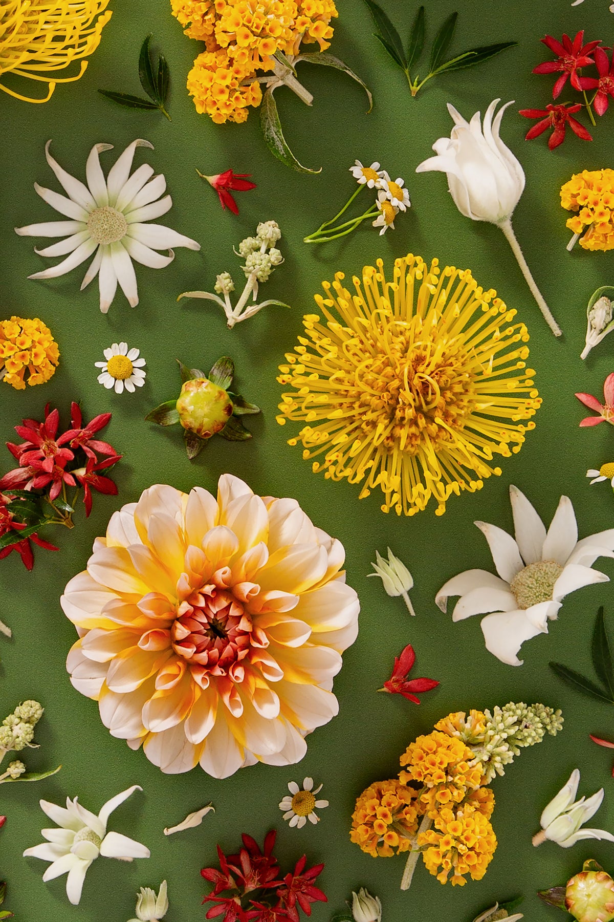 Grounded Touch - close up of a fine art floral flatlay of dahlias and pincushions on deep olive, from Quiet Emergence by Connie Chan.
