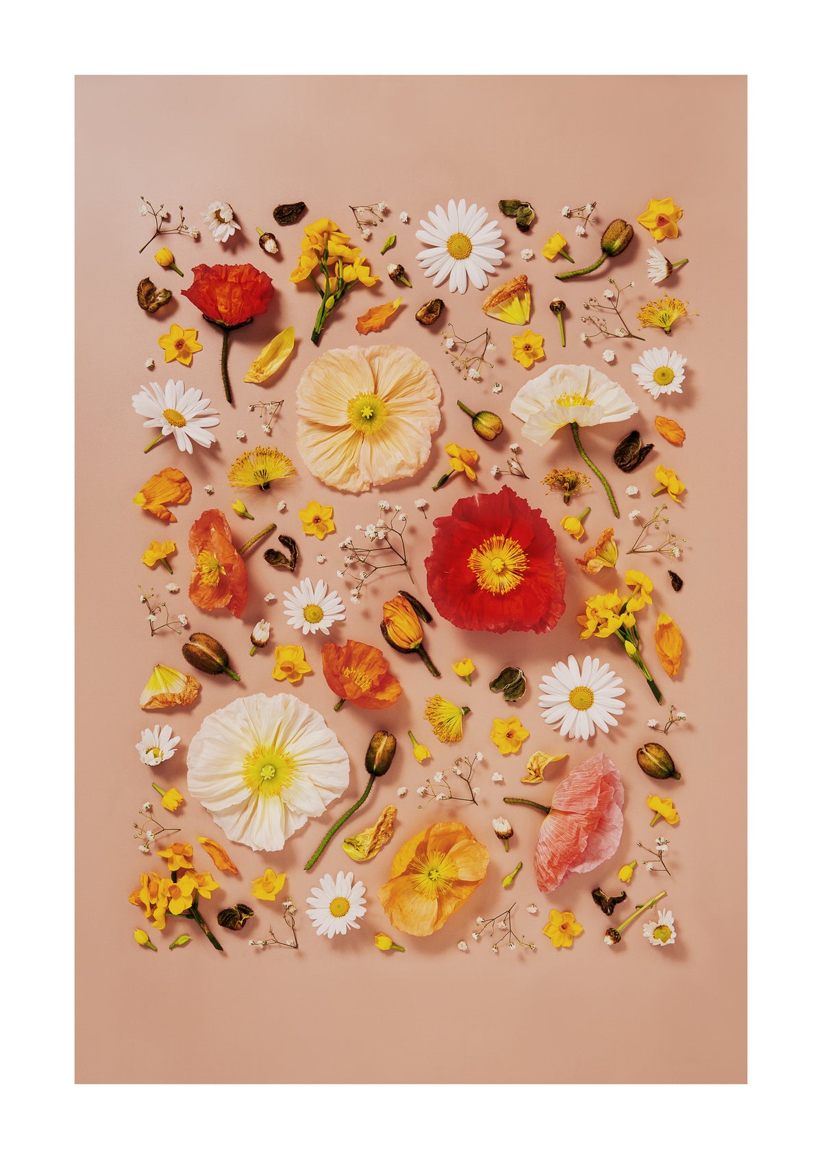 Joy and Lightness - fine art floral flatlay of Iceland poppies and daisies on warm peach, from Quiet Emergence by Connie Chan.

