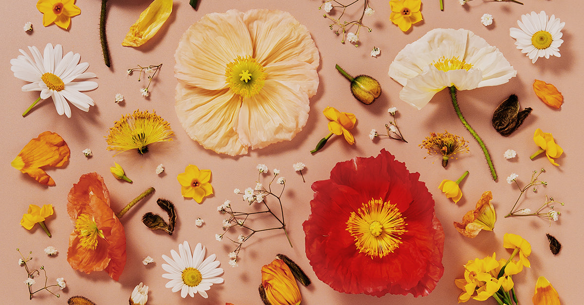 Close up detail of fine art floral flatlay of Iceland poppies and daisies on warm peach, from Quiet Emergence by Connie Chan