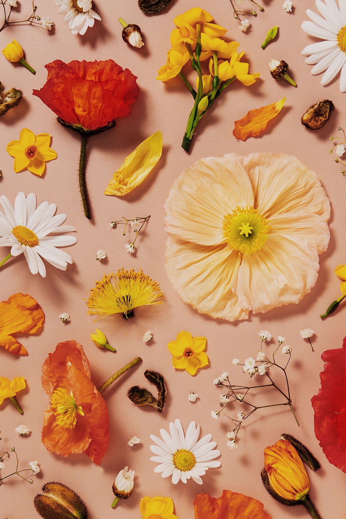 Joy and Lightness - close up of a fine art floral flatlay of Iceland poppies and daisies on warm peach, from Quiet Emergence by Connie Chan.
