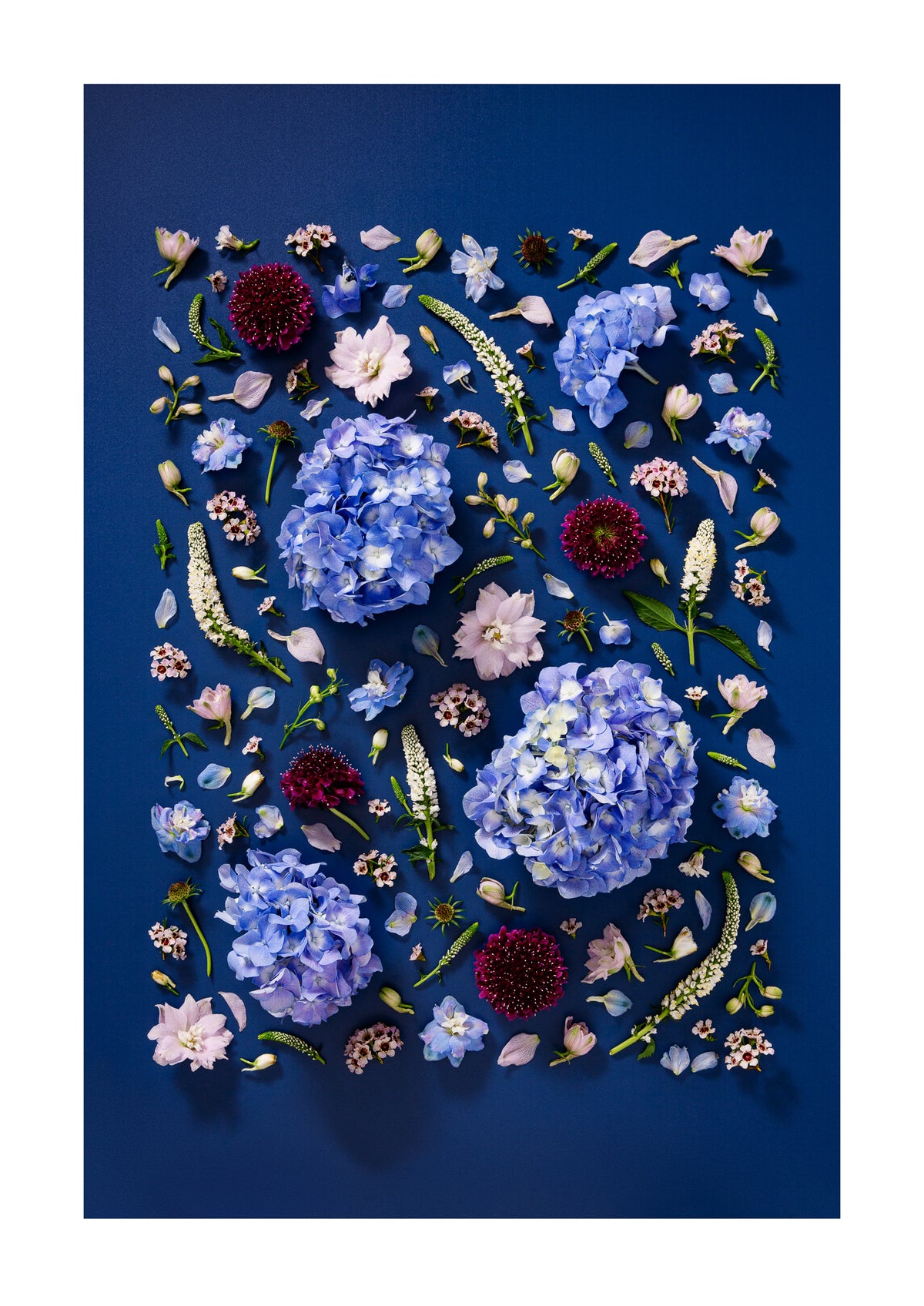 Quiet Queen - fine art floral flatlay of hydrangeas, delphiniums and scabiosa on deep indigo, from Quiet Emergence by Connie Chan.

