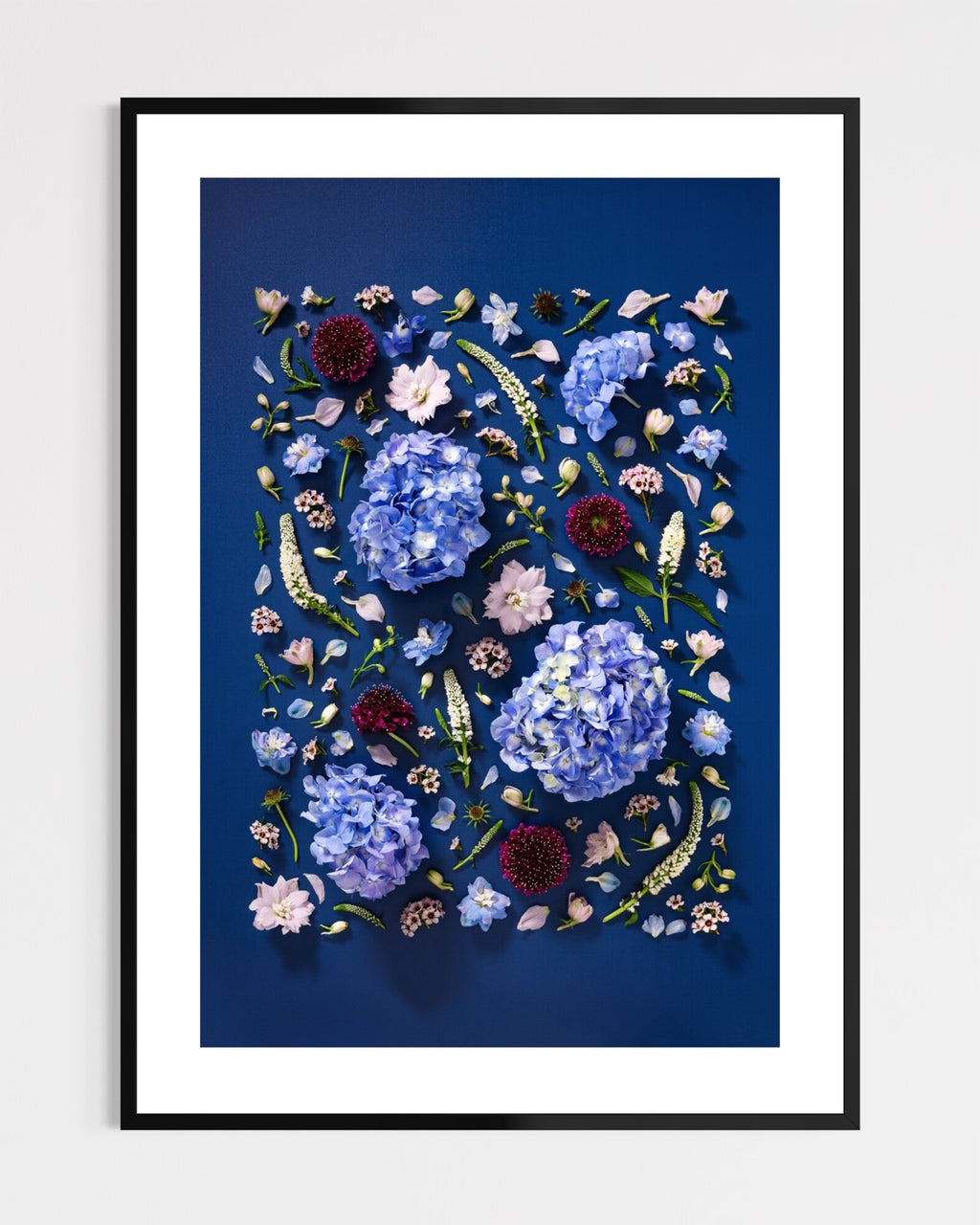 Quiet Queen - fine art floral flatlay of hydrangeas, delphiniums and scabiosa on deep indigo in a black frame, from Quiet Emergence by Connie Chan.