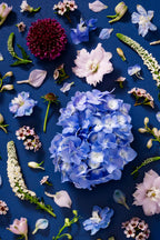 Quiet Queen - close up of a fine art floral flatlay of hydrangeas, delphiniums and scabiosa on deep indigo, from Quiet Emergence by Connie Chan.
