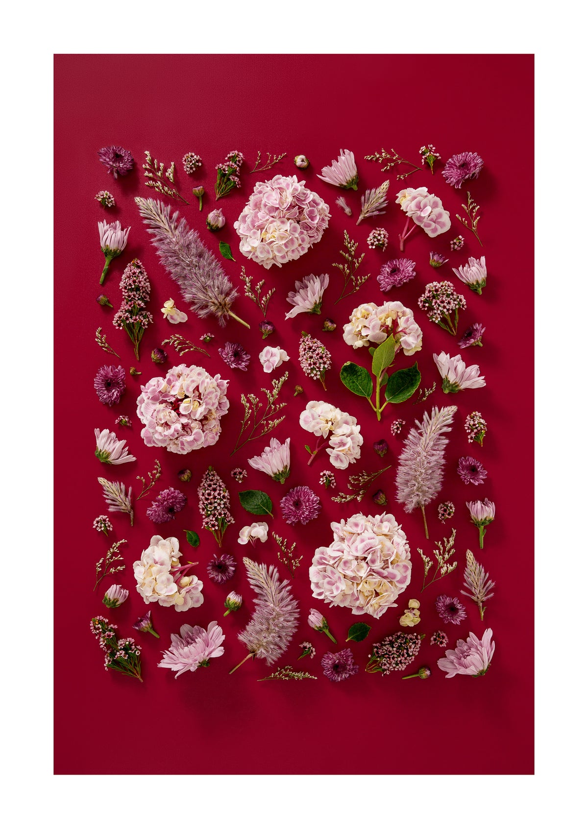 Soft Indulgence - fine art floral flatlay of hydrangeas and mulla mulla on deep raspberry, from Quiet Emergence by Connie Chan.
