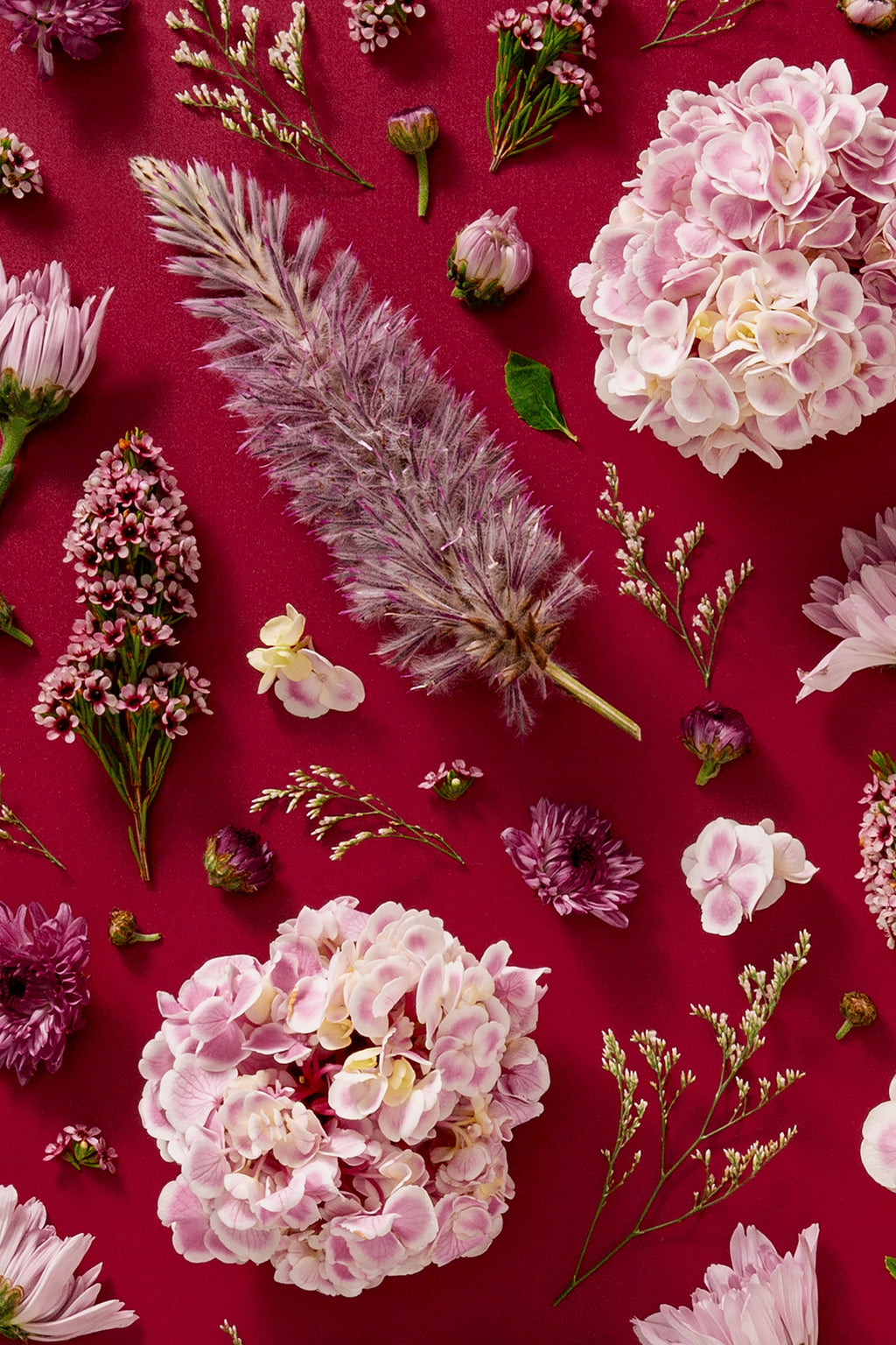 Soft Indulgence - close up of a fine art floral flatlay of hydrangeas and mulla mulla on deep raspberry, from Quiet Emergence by Connie Chan.
