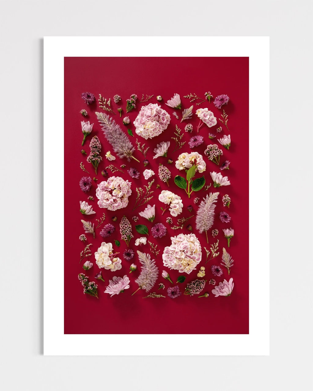 Soft Indulgence - fine art floral flatlay of hydrangeas and mulla mulla on deep raspberry, unframed, from Quiet Emergence by Connie Chan.
