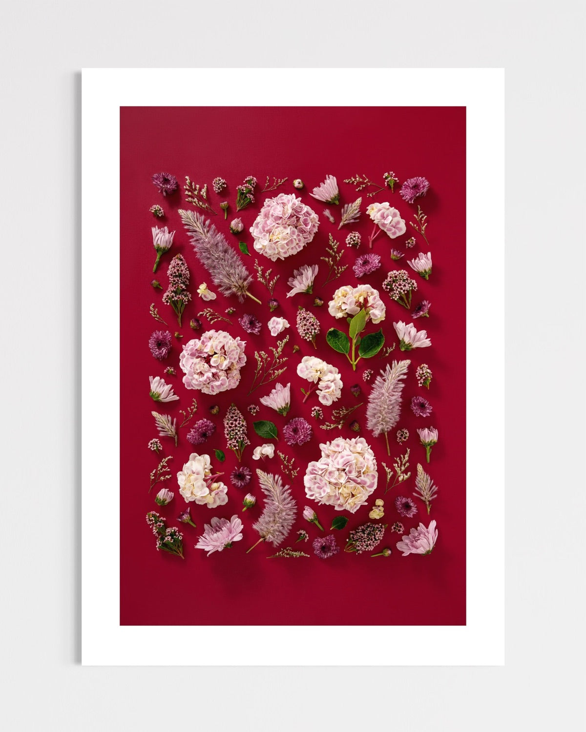 Soft Indulgence - fine art floral flatlay of hydrangeas and mulla mulla on deep raspberry, unframed, from Quiet Emergence by Connie Chan.
