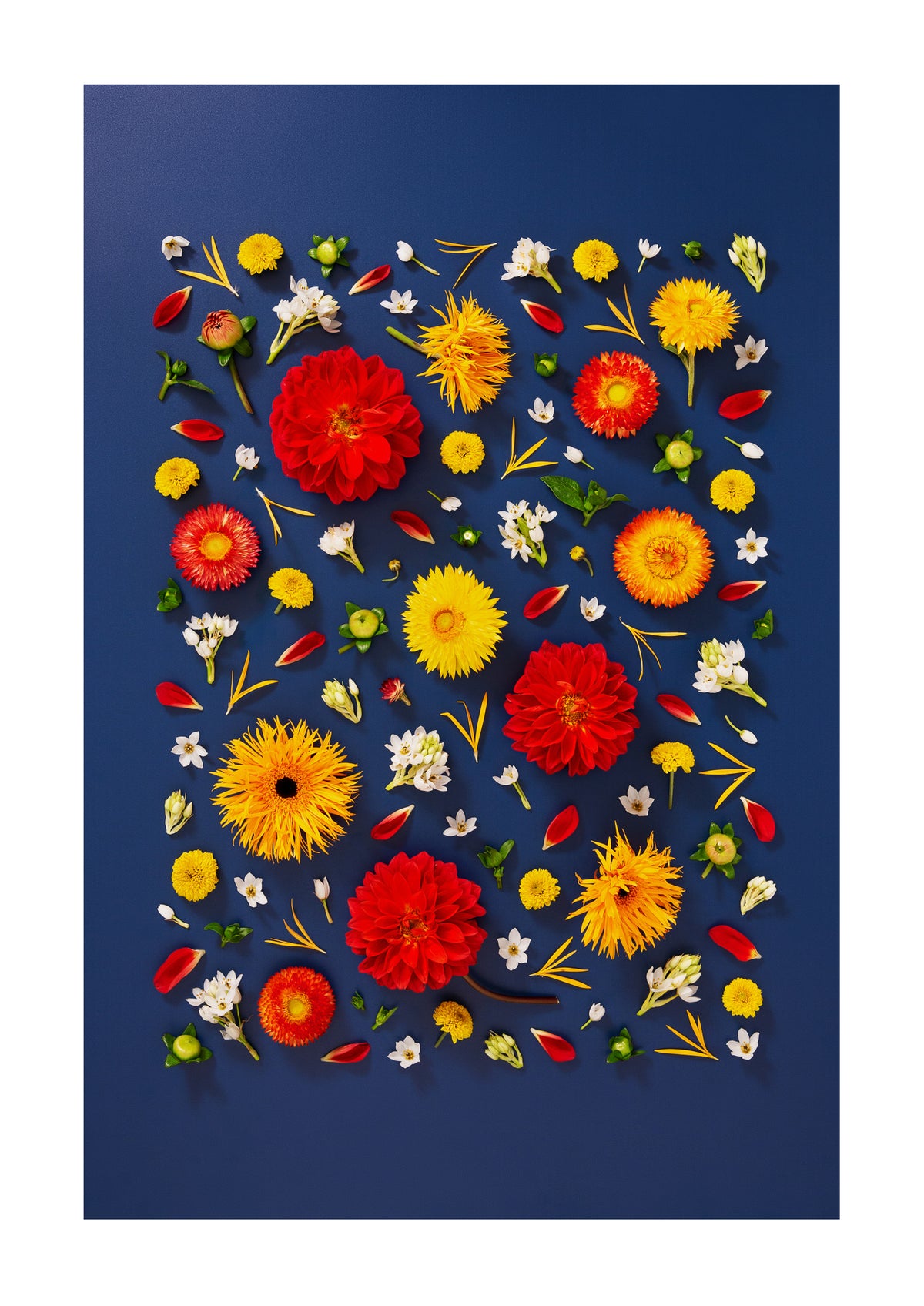 Unapologetic - fine art floral flatlay of red dahlias and gerberas on deep navy, from Quiet Emergence by Connie Chan.
