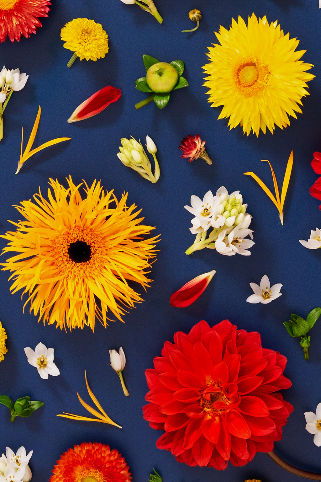 Unapologetic - close up of a fine art floral flatlay of red dahlias and gerberas on deep navy, from Quiet Emergence by Connie Chan.
